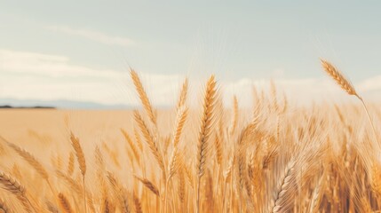 Naklejka premium golden wheat field at sunset wallpaper background