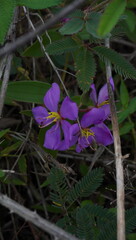 purple flower in the garden
