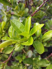 green leaves in the garden