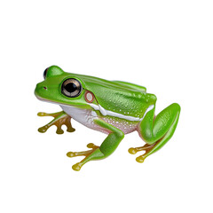 Obraz premium Vibrant Green Tree Frog Isolated on White Background