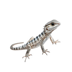 Obraz premium Juvenile Bearded Dragon Lizard with Unique Striped Pattern on White Background