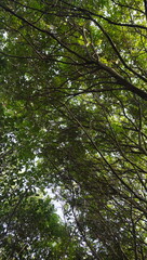 Obraz premium leaves in the forest