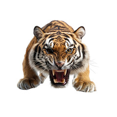 Obraz premium Majestic Bengal Tiger Roaring, Close-Up Portrait