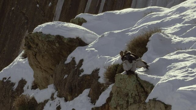A pair of Andean condors grooming each other atop a cliff with a snowy landscape in the background