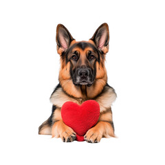 Obraz premium German Shepherd Dog Holding a Red Heart Symbol of Love and Loyalty
