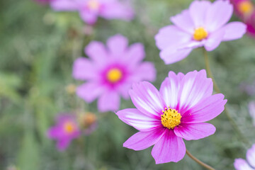 コスモスのクローズアップ写真