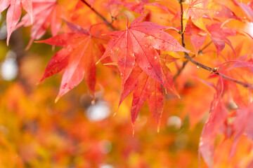 Fototapeta premium 紅葉の季節