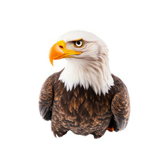 Obraz premium Majestic Bald Eagle Portrait American Symbol of Freedom and Power