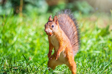 Autumn Squirrel standing on its hind legs on on green grass with fallen yellow leaves