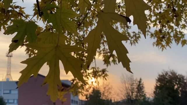 autunno nel parco
