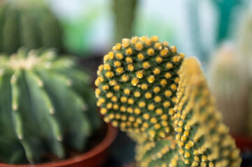 Shop whit Typical cactus from the island of Lanzarote in Spain in 2024.