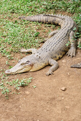 Obraz premium Crocodile Resting on Ground in Natural Habitat