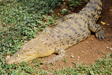 Obraz premium Crocodile Resting on Ground in Natural Habitat