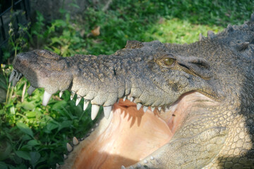 Obraz premium Close-Up of Crocodile with Open Mouth