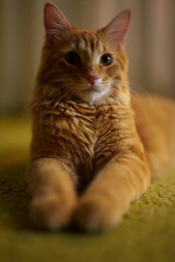 Portrait orange cute cat lies on table at home.