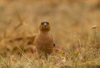 Common Chaffinch sitting on the ground