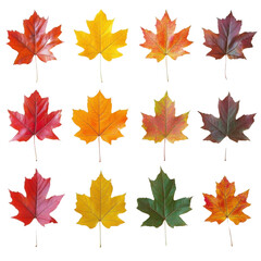 Obraz premium Autumn maple leaves set isolated on transparent background.