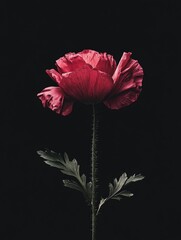 Fototapeta premium Single Red Flower on Black Background