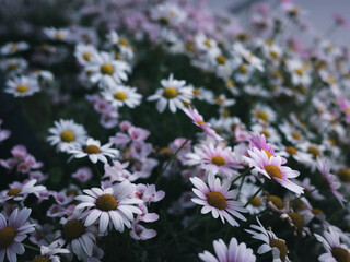 際立つ花たち