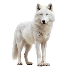 Fototapeta premium white wolf isolated on white