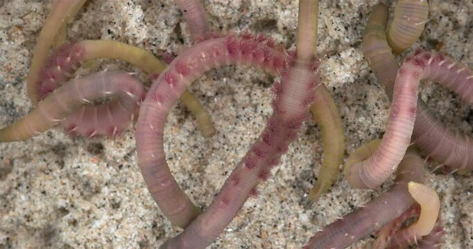 Colony of Arenicola marina worms close-up, class Polychaeta. They inhabit the intertidal zone and dig holes in silty-sandy soil. White Sea