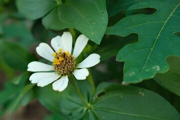 A beautiful white zinnia flower with a yellow center blooming amidst vibrant green leaves. Captured in natural light, this close-up showcases the delicate details of the petals and lush foliage.