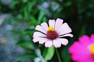 Obraz premium A close-up of a pink zinnia flower with a vibrant yellow and red center against a lush green background.This blooming flower showcases natural beauty and adds a touch of elegance to the garden