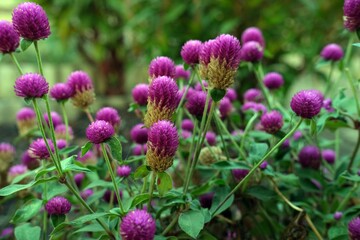 Obraz premium A field of vibrant purple globe amaranth flowers in full bloom, showcasing their round, clustered petals against lush green foliage. Ideal for nature, gardening, and floral content.