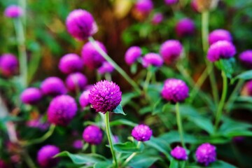 A field of vibrant purple globe amaranth flowers in full bloom, showcasing their round, clustered...