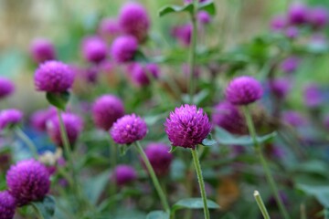 A field of vibrant purple globe amaranth flowers in full bloom, showcasing their round, clustered petals against lush green foliage. Ideal for nature, gardening, and floral content.