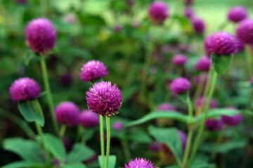 A vibrant cluster of blooming purple globe amaranth flowers (Gomphrena globosa) in a lush green garden.Colorful blossoms symbolize longevity and add a touch of beauty to any natural setting