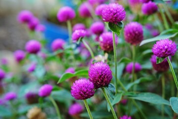 A vibrant cluster of blooming purple globe amaranth flowers (Gomphrena globosa) in a lush green garden.Colorful blossoms symbolize longevity and add a touch of beauty to any natural setting