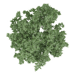 Obraz premium 3d illustration of Walnu trees isolated on transparent canvas from top view