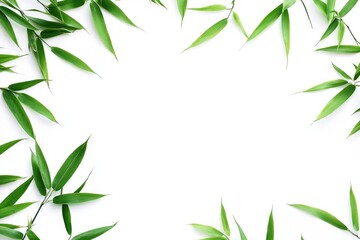Obraz premium green spring leave isolated on white background