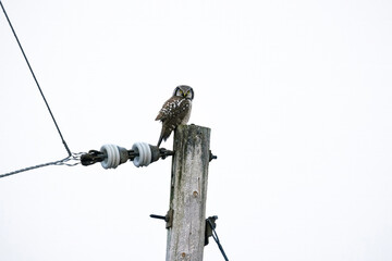 Northern hawk owl Surnia ulula sitting on a utility pole on a cold gray December day in northern...