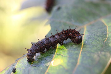 Nymphalis polychloros