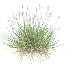 collection of grass isolated on transparent Canvas