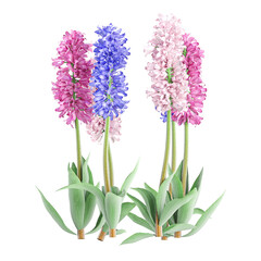 Obraz premium Collection of hyacinths palnt isolated on transparent Canvas