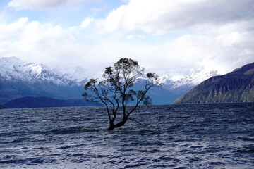 Wanaka Baum