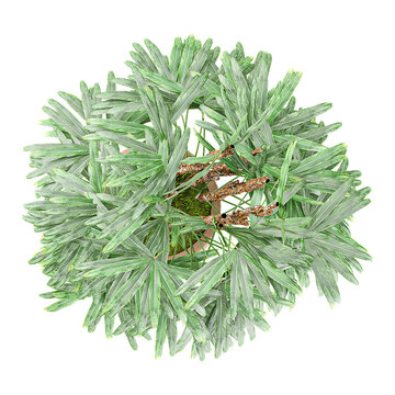 3d illustration of  Bamboo Tree in pot isolated on transparent canvas from top view