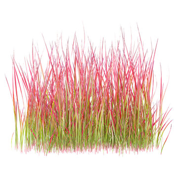3d illustration of imperata cylindrica red baron grass isolated on transparent canvas