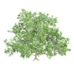 Obraz premium 3d illustration of Kalmia Latifolia flower plants isolated on transparent Canvas
