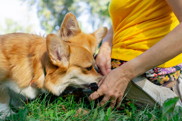 large in park on the lawn two young corgis beg for a treat from their owner obedience command...