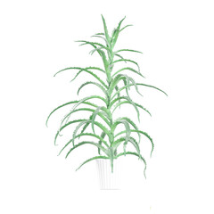 Fototapeta premium aloe plant in pot isolated canvas