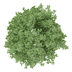 Obraz premium collection of Crenata plants with realistic style from top view