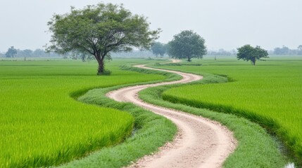 Obraz premium Winding Dirt Path through Lush Green Rice Fields with Trees on Either Side under a Misty Sky in Tranquil Countryside Setting