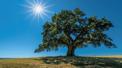 Obraz premium Majestic Tree Under Bright Sunlight in Open Field