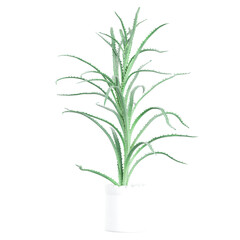 Obraz premium set of aloe plant isolated on transparent Canvas