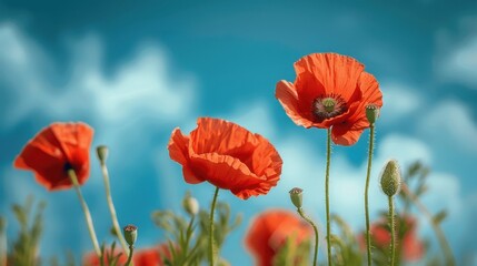 Naklejka premium Vivid Poppies Against Blue Sky Background