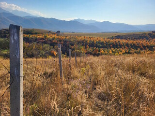 Beautiful autumn nature against the backdrop of Kazakhstan's high mountains